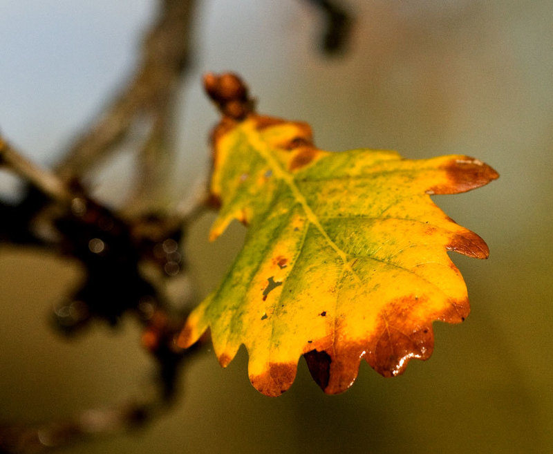 oak leaf