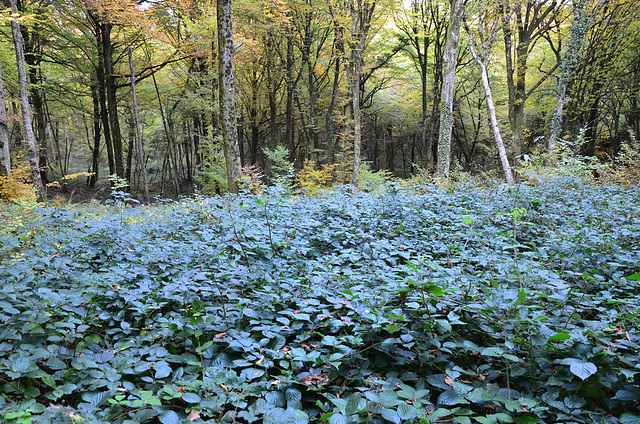 Forêt du Doubs