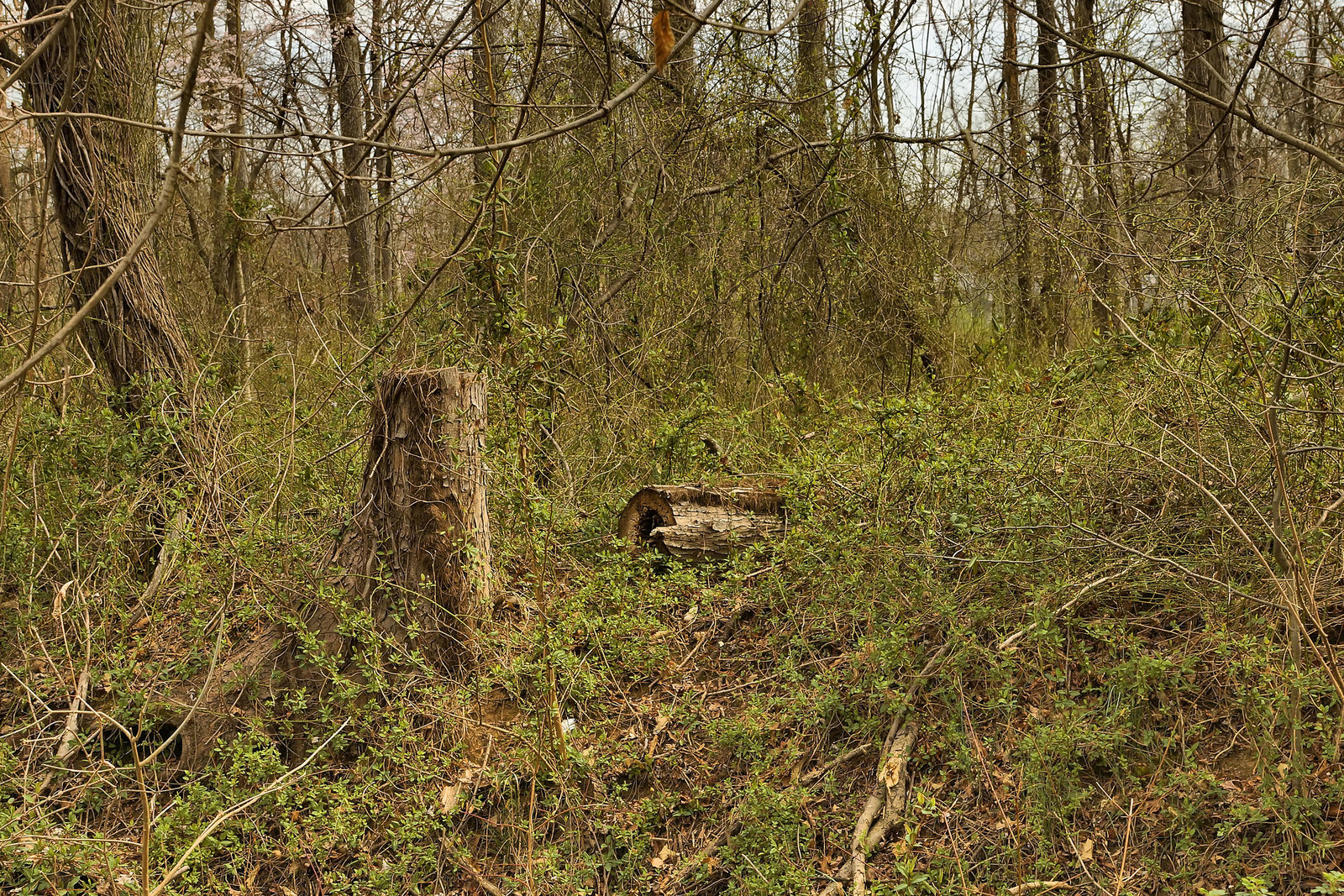 Green Returns to the Forest – Lake Artemesia, College Park, Maryland