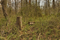 Green Returns to the Forest – Lake Artemesia, College Park, Maryland