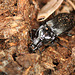 Large Ground Beetle