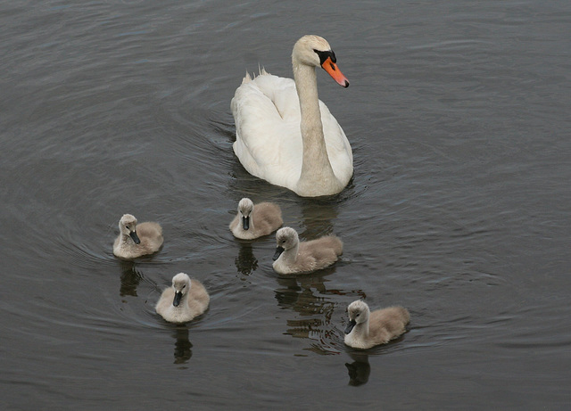 Swan and Cygnets