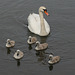 Swan and Cygnets