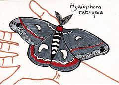 doodle postcard: M is for moth