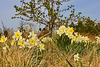 The Daffodils' Song – Lake Artemesia, College Park, Maryland