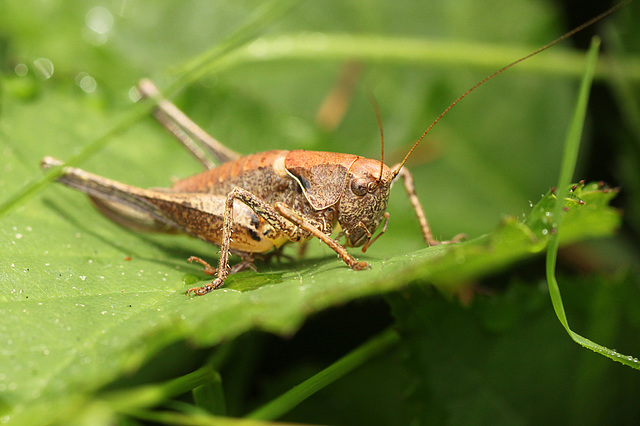 Dark Bush Cricket