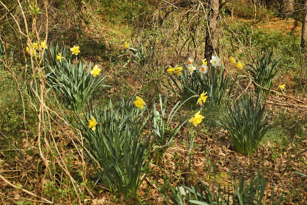 Feral Daffodils – Lake Artemesia, College Park, Maryland