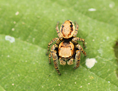 Yellow Jumping Spider