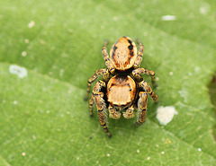Yellow Jumping Spider Yellow Jumping Spider