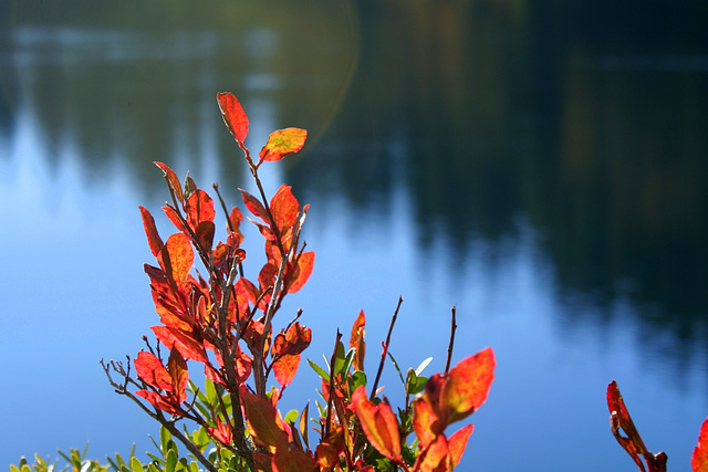 Autumn Blueberries