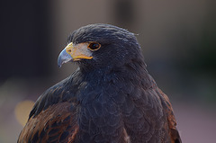 Harris' Hawk