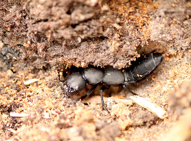 Devil's Coach-horse Beetle