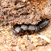 Devil's Coach-horse Beetle