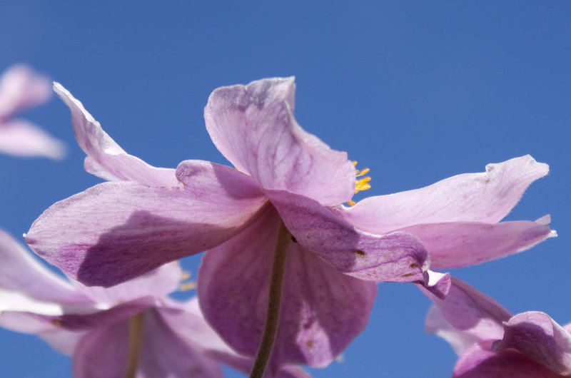 Pink Japanese anemones