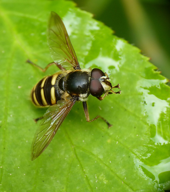 Bog Hoverfly