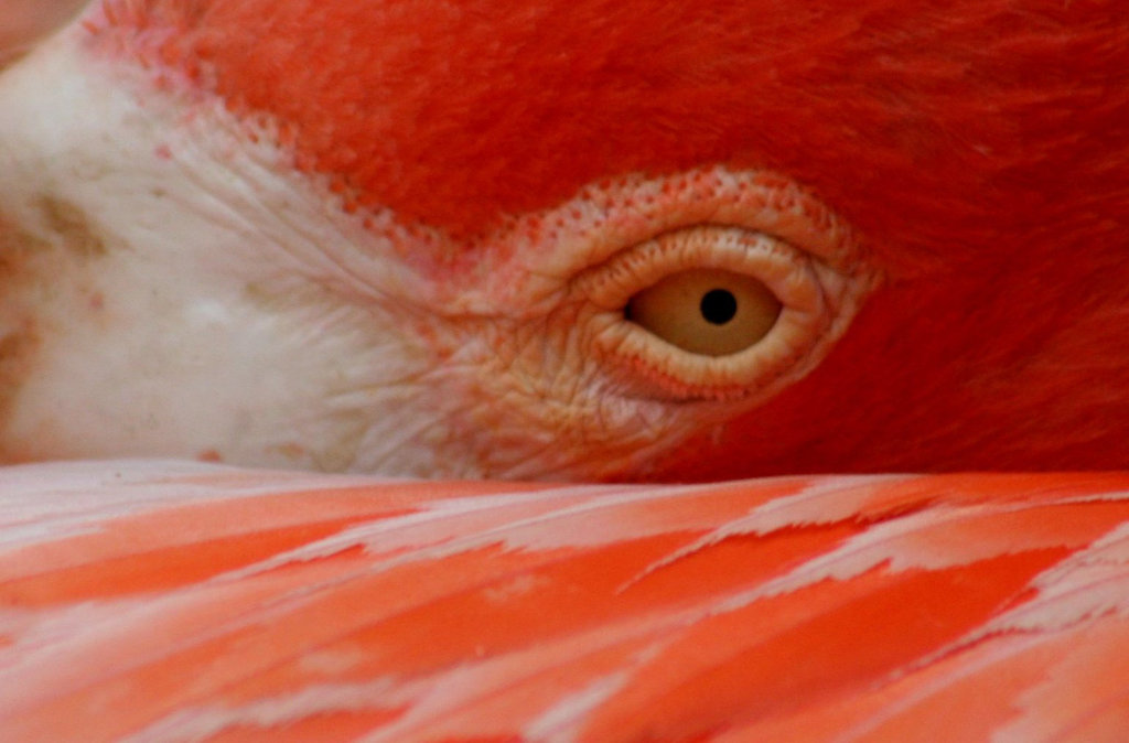 Pink Flamingo Closeup