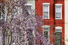 Cherry Blossoms on C Street – Capitol Hill, Washington, DC