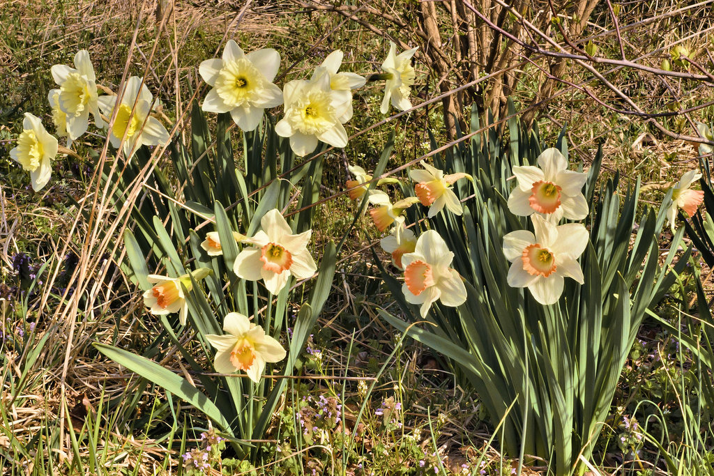 Daffodils in the Rough – Lake Artemesia, College Park, Maryland