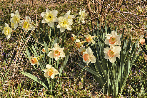 Daffodils in the Rough – Lake Artemesia, College Park, Maryland