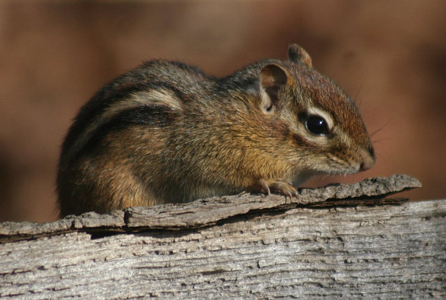 Chipmunk