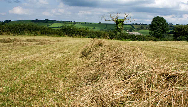 Harvest field