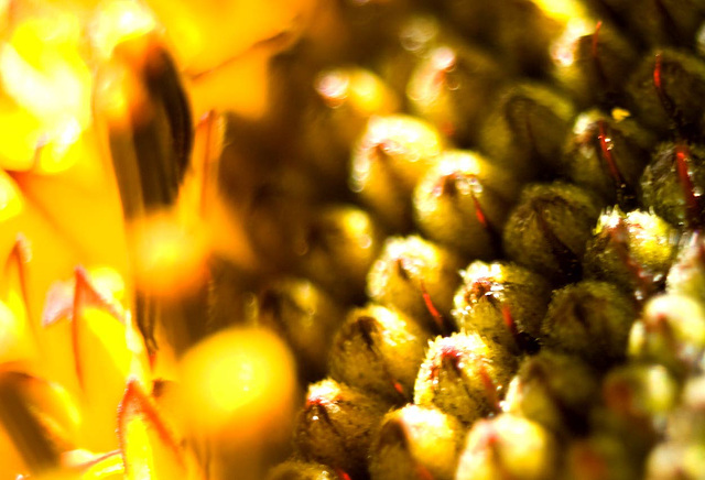 embryonic sunflower seeds