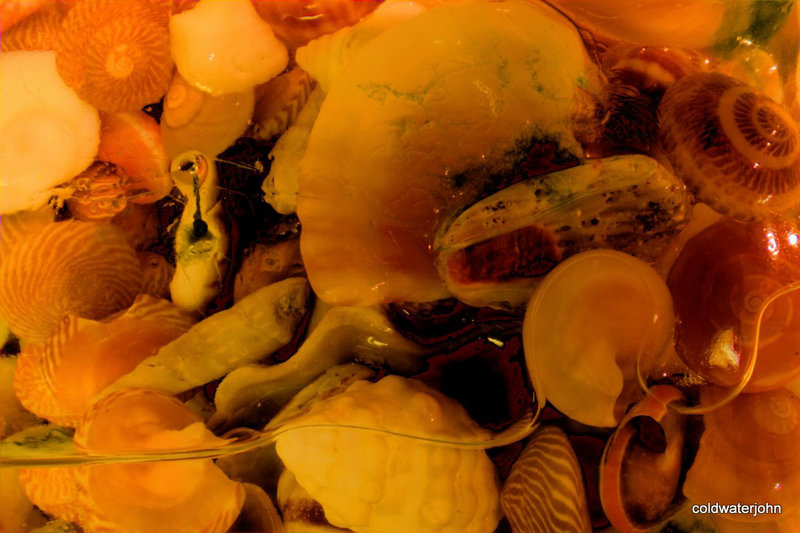 She sells seashells by the seashore...