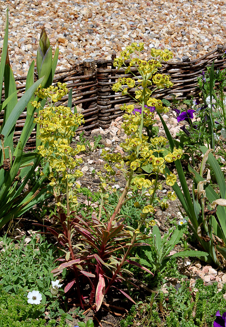 Euphorbe variegata