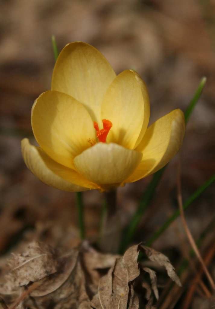 Yellow Crocus