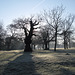 Trees in Frost