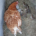 hen with guinea keets