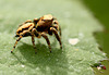 Lovely Yellow Jumping Spider Side