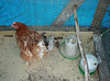 hen with guinea keets