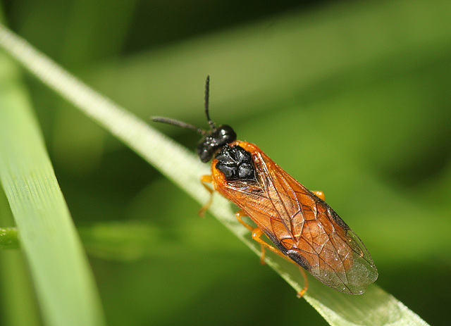 Sawfly Top