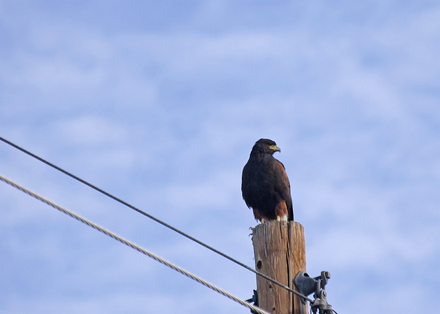 Harris' Hawk