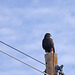 Harris' Hawk