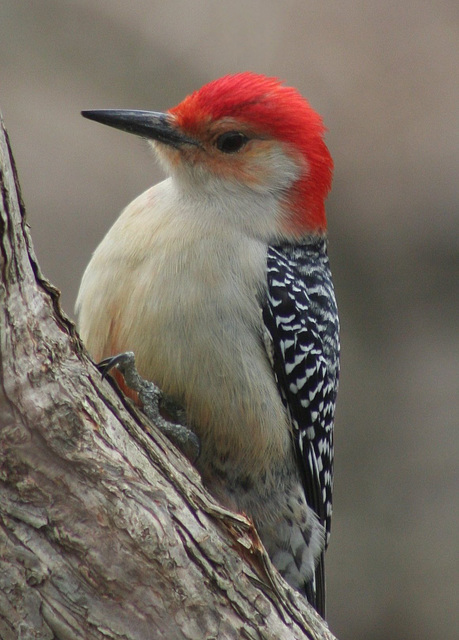 Woodpecker