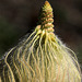 Old Man of the Mountains