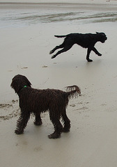beach doggies
