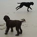 beach doggies