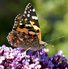 Painted lady on purple buddleia