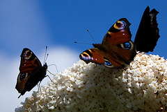 Three peacock butterflies