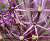 Allium