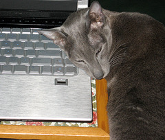 edgar poe, sacked out on his mom's computer