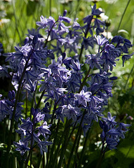 Bluebells inthe sun