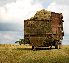 Dorset harvest