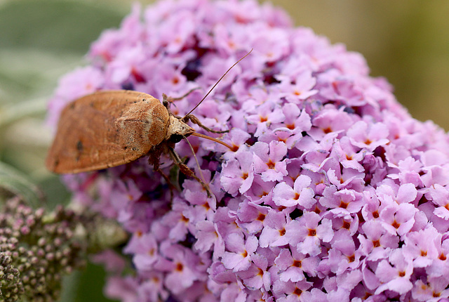 Patio Life: Large Yellow Underwing