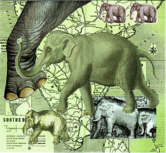 elephants for colleen