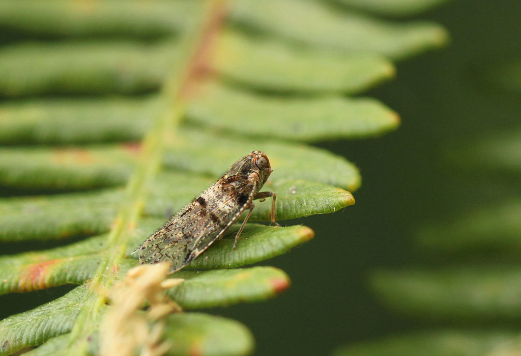 Lace Hopper