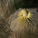 Western Pasque Flower Seedheads